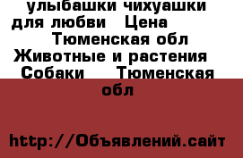 улыбашки чихуашки для любви › Цена ­ 30 000 - Тюменская обл. Животные и растения » Собаки   . Тюменская обл.